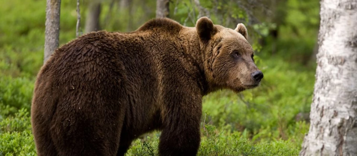 Πίστεψε πως μπορεί να κλωτσήσει για πλάκα μια αρκούδα! (βίντεο)